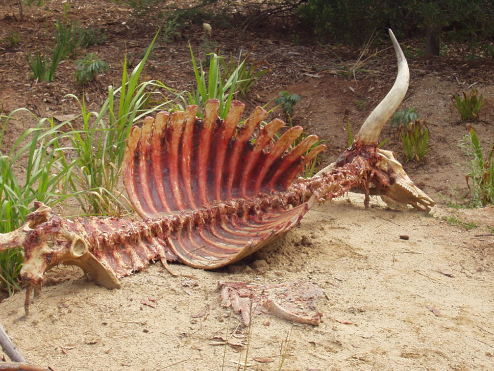 Watusi cow carcass, 2004