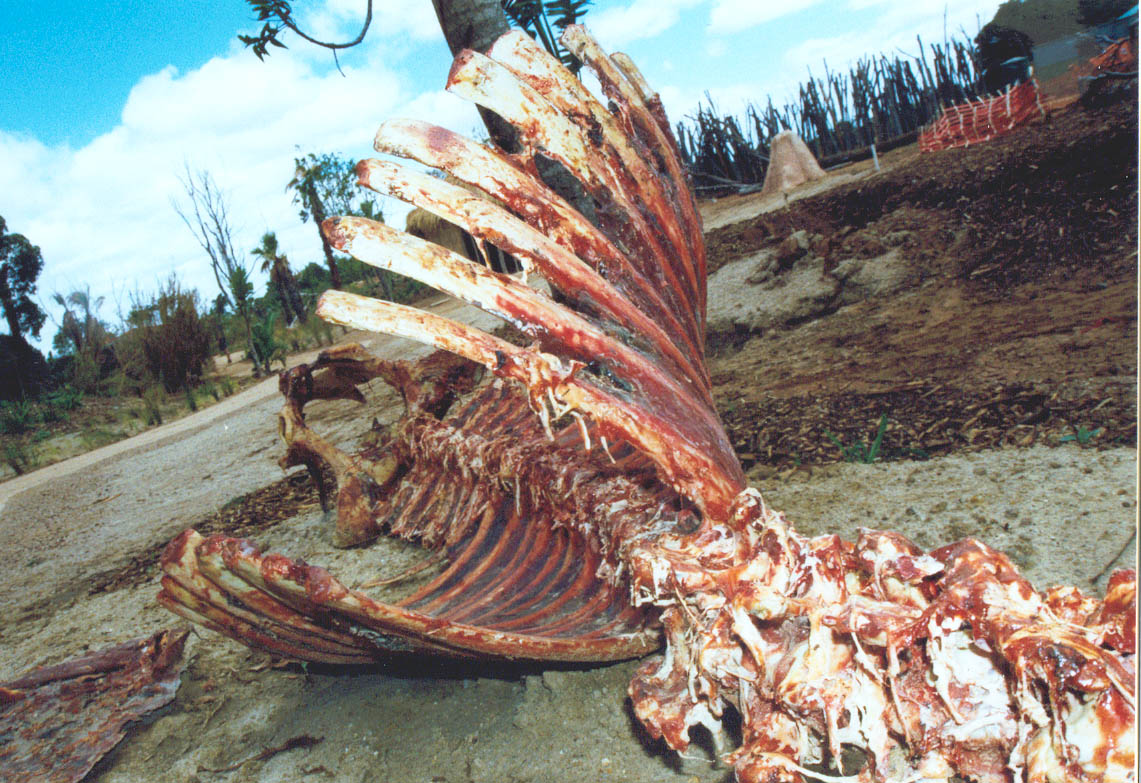 Watusi cow carcass, detail, 2004