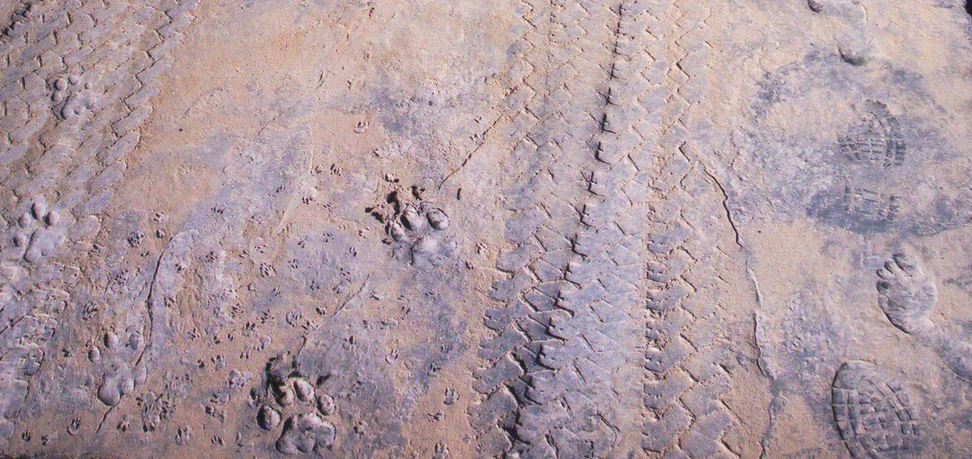 tracks, VORZ, 2004