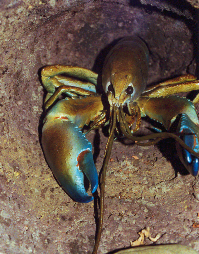 Yabby in tunnel, 1999